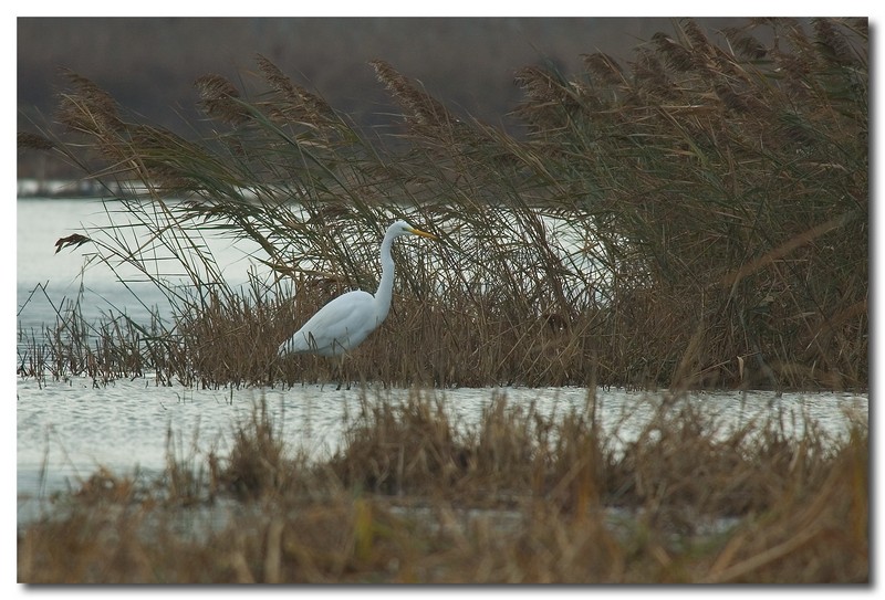 Airone bianco maggiore - Casmerodius albus